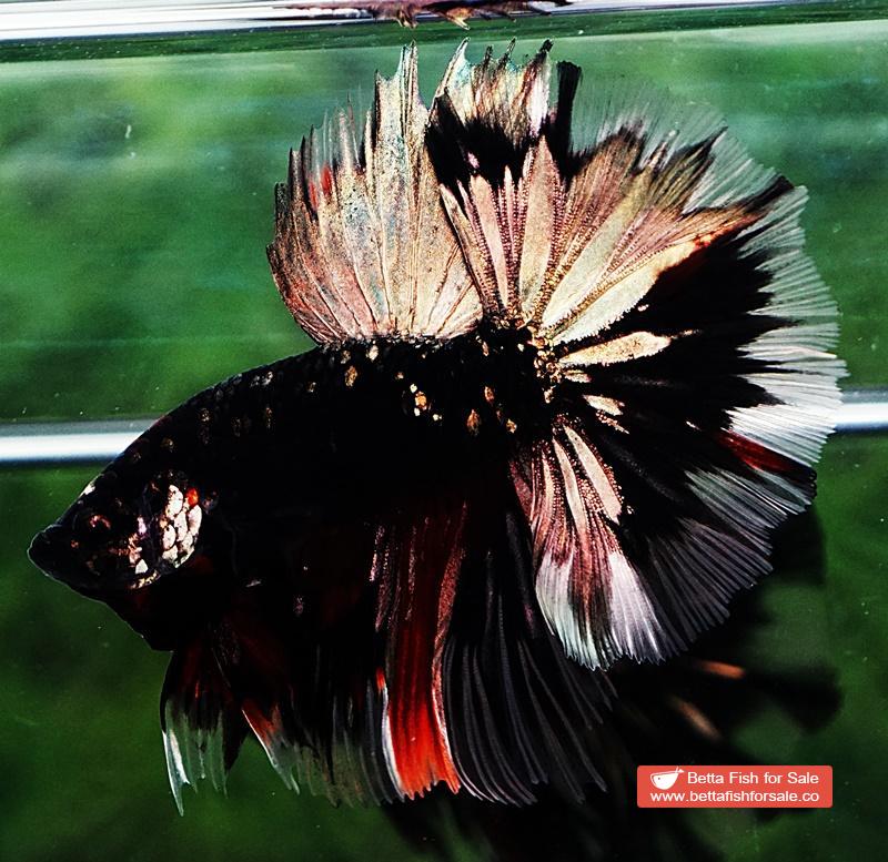 Betta fish Shadow Black Gold Star Series (Rare) - Image 2