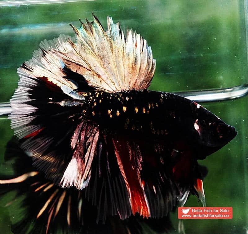 Betta fish Shadow Black Gold Star Series (Rare) - Image 5