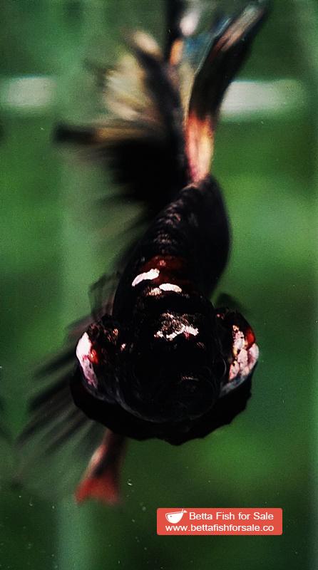 Betta fish Shadow Black Gold Star Series (Rare) - Image 8