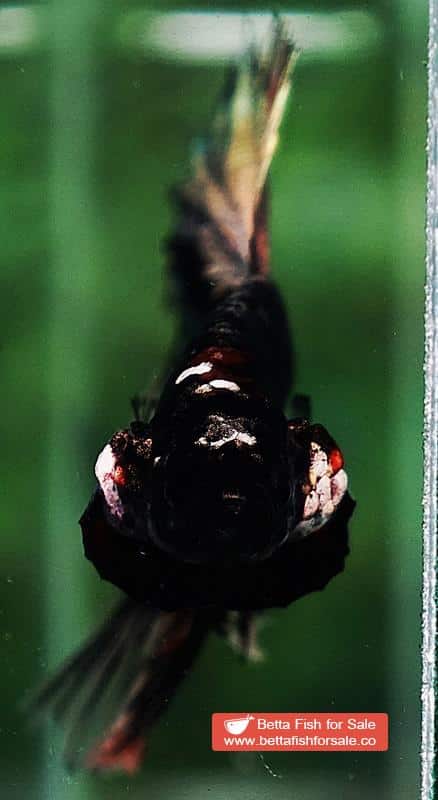 Betta fish Shadow Black Gold Star Series (Rare) - Image 9