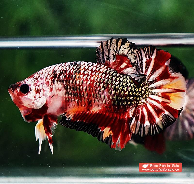 Betta fish HMPK Blaze Burn Copper Series - Image 2