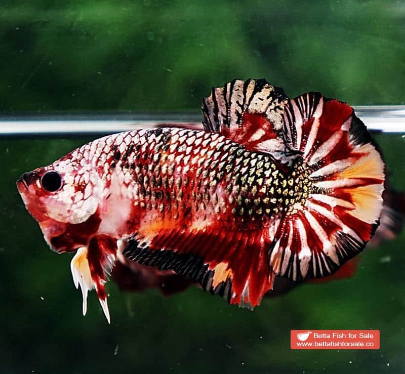 Betta fish HMPK Blaze Burn Copper Series - Image 4