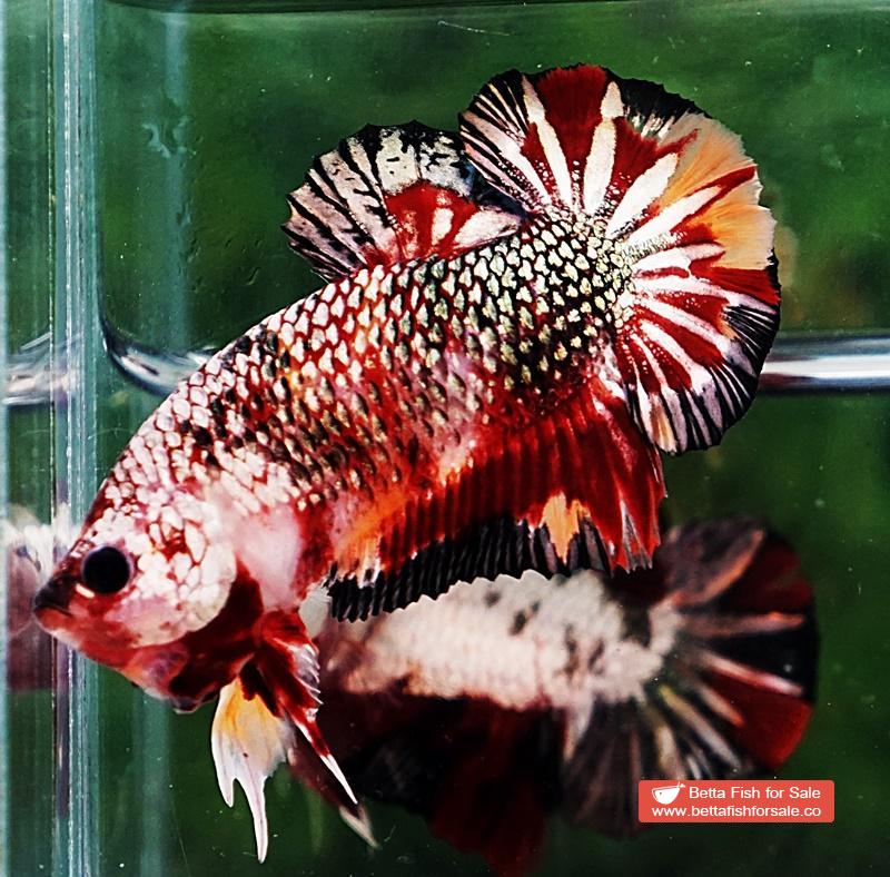 Betta fish HMPK Blaze Burn Copper Series - Image 6