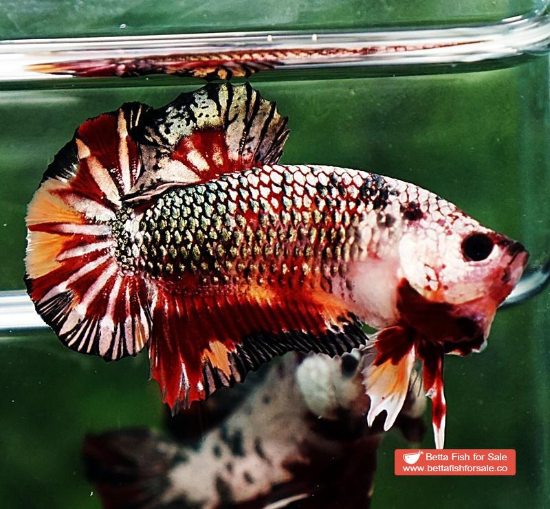 Betta fish HMPK Blaze Burn Copper Series - Image 5