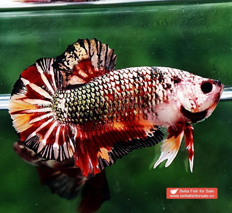 Betta fish HMPK Blaze Burn Copper Series - Image 3
