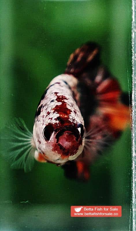 Betta fish HMPK Blaze Burn Copper Series - Image 7