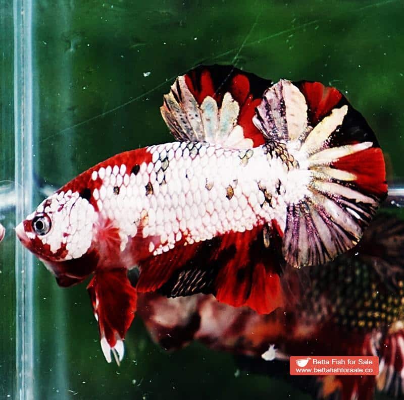 Betta fish HMPK Red Baron Copper - Image 2