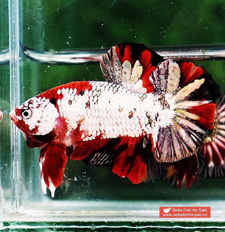 Betta fish HMPK Red Baron Copper - Image 4