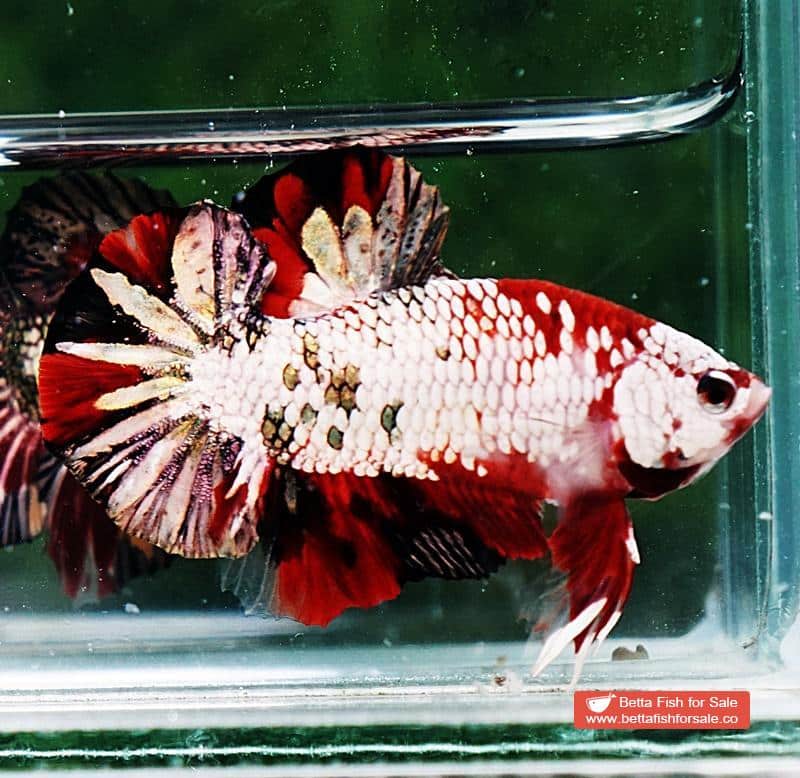 Betta fish HMPK Red Baron Copper - Image 3