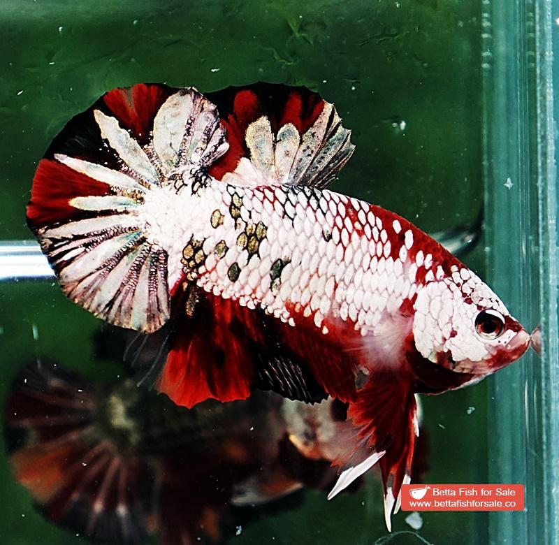 Betta fish HMPK Red Baron Copper - Image 5
