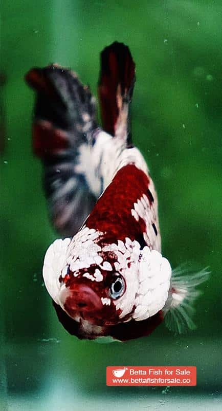 Betta fish HMPK Red Baron Copper - Image 6