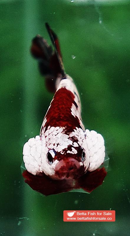 Betta fish HMPK Red Baron Copper - Image 7