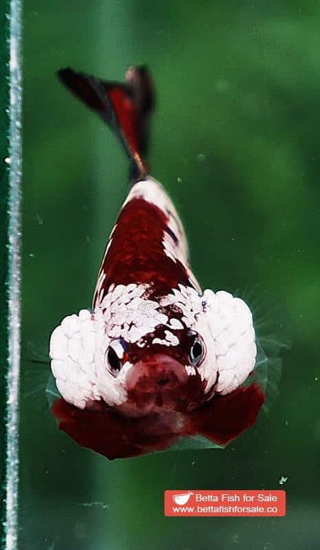 Betta fish HMPK Red Baron Copper - Image 8