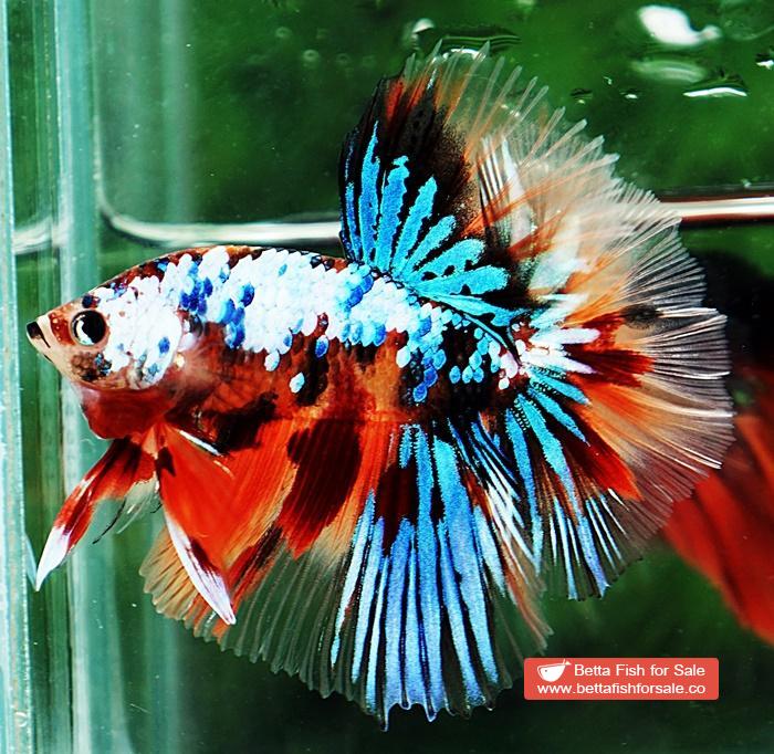 Betta fish OHM Multicolor Emerald Candy Nemo - Image 4