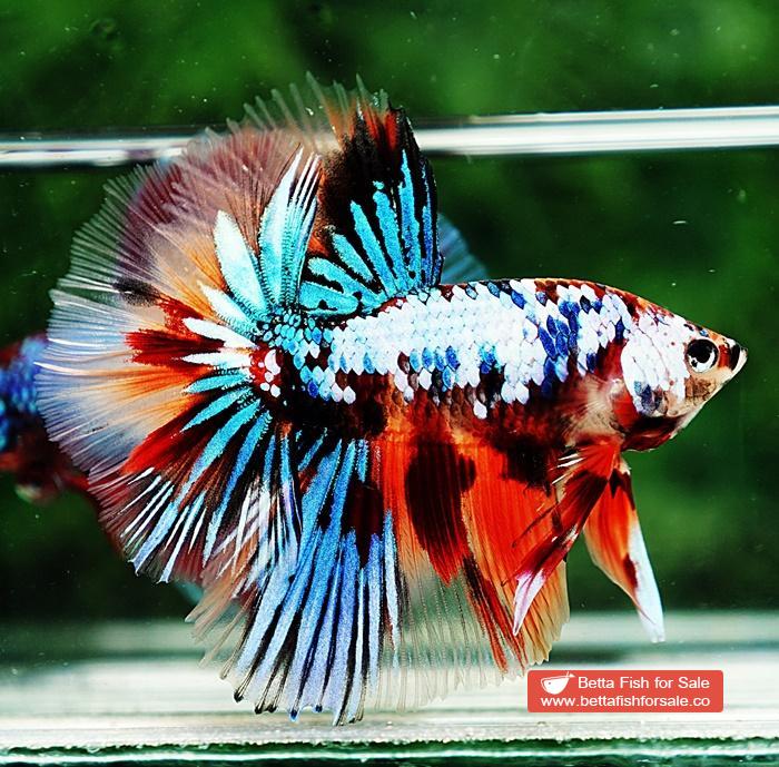 Betta fish OHM Multicolor Emerald Candy Nemo - Image 5