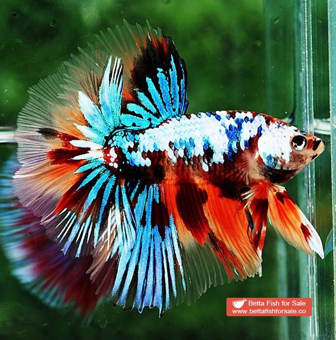 Betta fish OHM Multicolor Emerald Candy Nemo - Image 3
