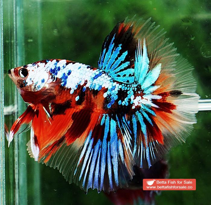 Betta fish OHM Multicolor Emerald Candy Nemo - Image 2