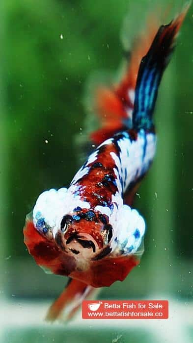 Betta fish OHM Multicolor Emerald Candy Nemo - Image 6