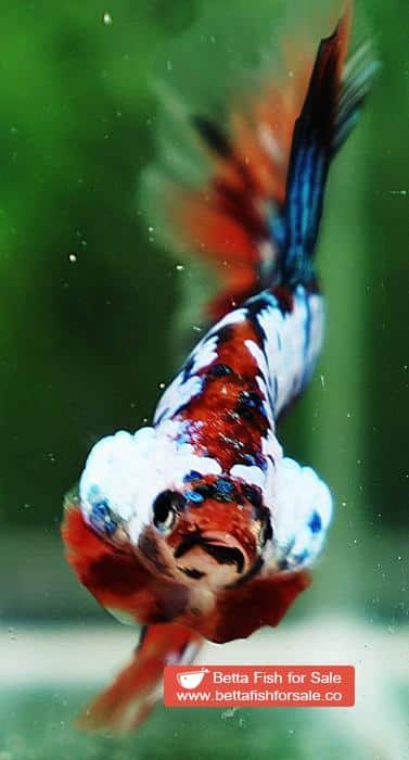 Betta fish OHM Multicolor Emerald Candy Nemo - Image 7