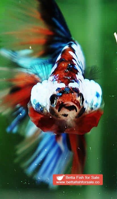 Betta fish OHM Multicolor Emerald Candy Nemo - Image 8