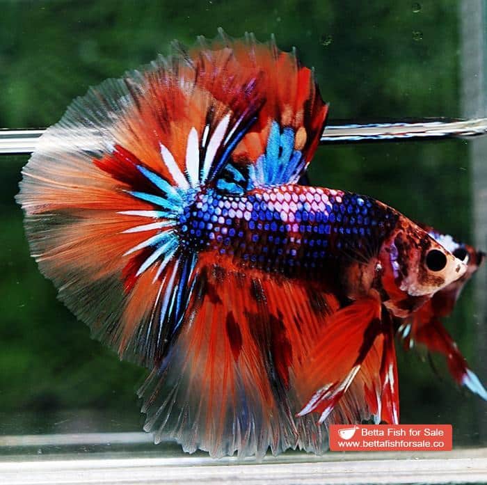 Betta fish OHM Emerald Candy Warrior Sky Hawk - Image 4