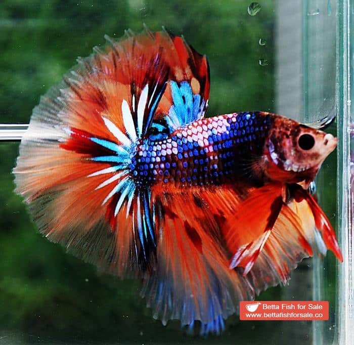 Betta fish OHM Emerald Candy Warrior Sky Hawk - Image 2