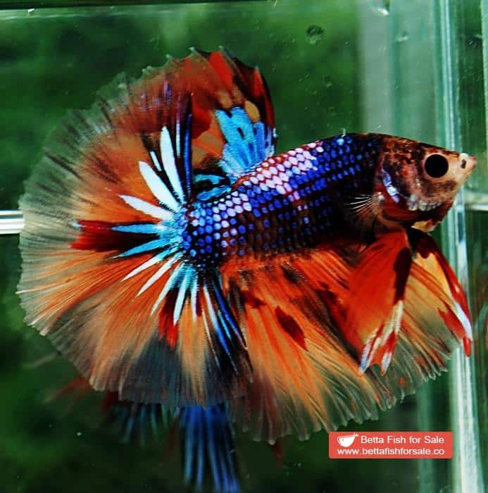 Betta fish OHM Emerald Candy Warrior Sky Hawk - Image 6