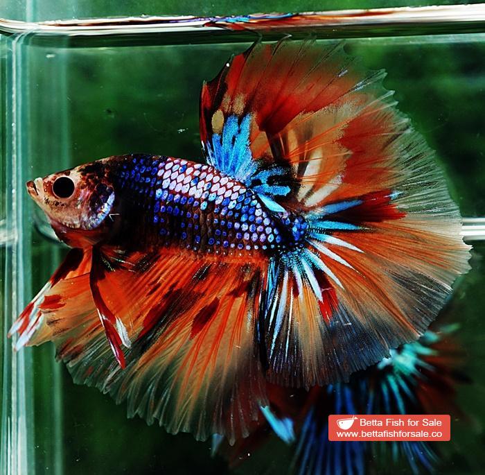 Betta fish OHM Emerald Candy Warrior Sky Hawk - Image 3