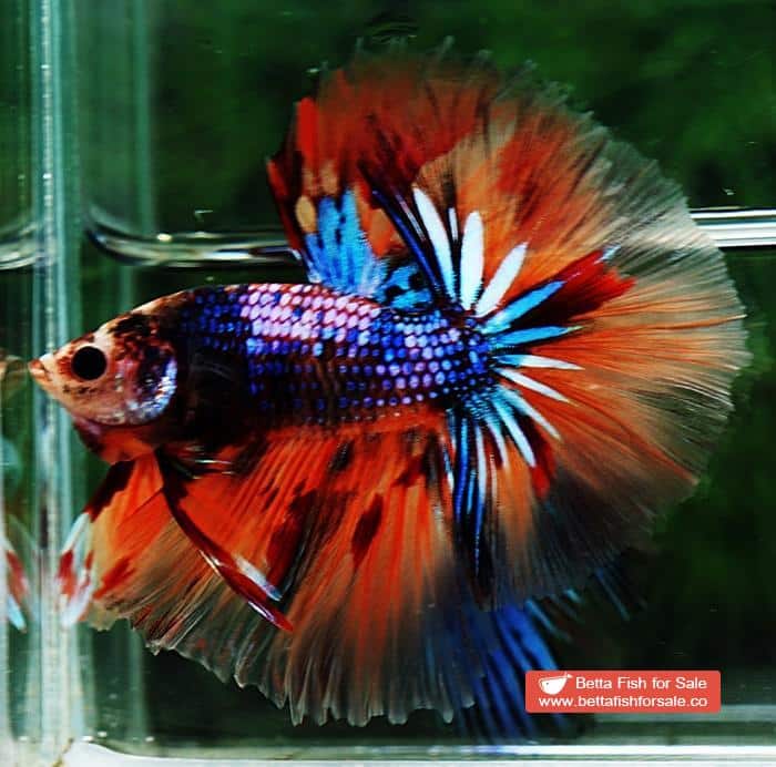 Betta fish OHM Emerald Candy Warrior Sky Hawk - Image 5