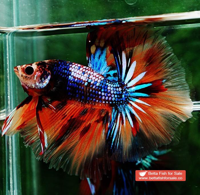 Betta fish OHM Emerald Candy Warrior Sky Hawk - Image 7
