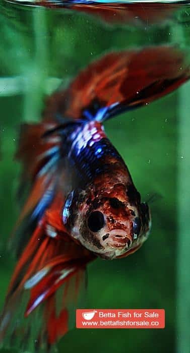 Betta fish OHM Emerald Candy Warrior Sky Hawk - Image 8