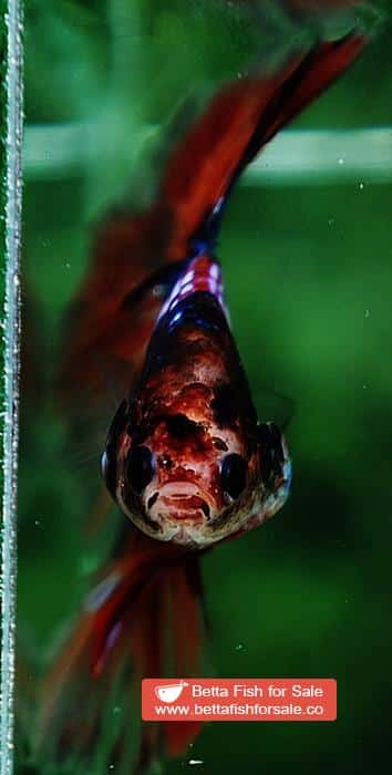 Betta fish OHM Emerald Candy Warrior Sky Hawk - Image 9