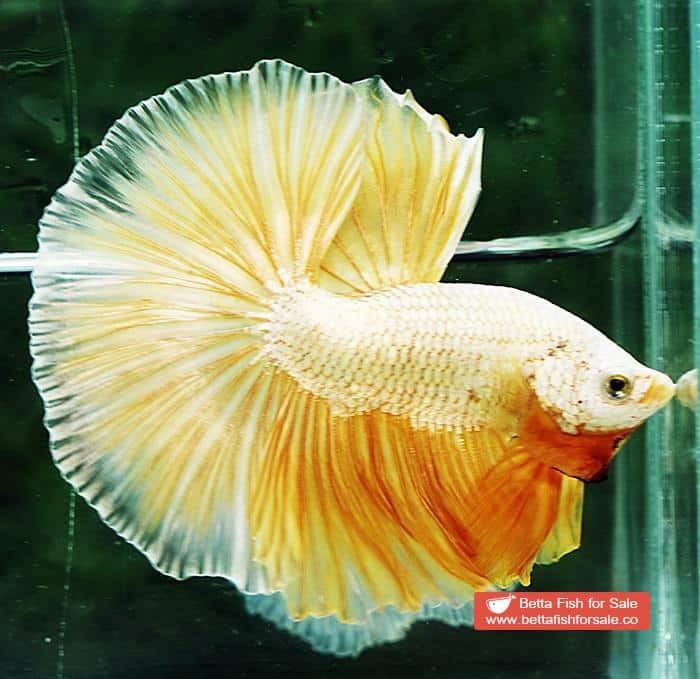 Betta fish OHM Super Gold Dragon - Image 4