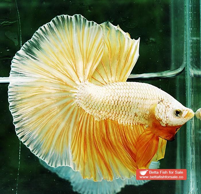 Betta fish OHM Super Gold Dragon - Image 6