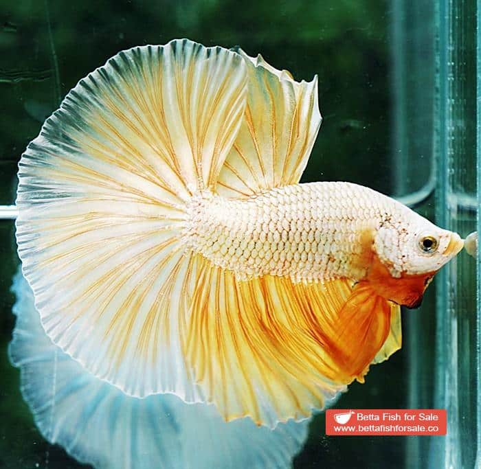 Betta fish OHM Super Gold Dragon