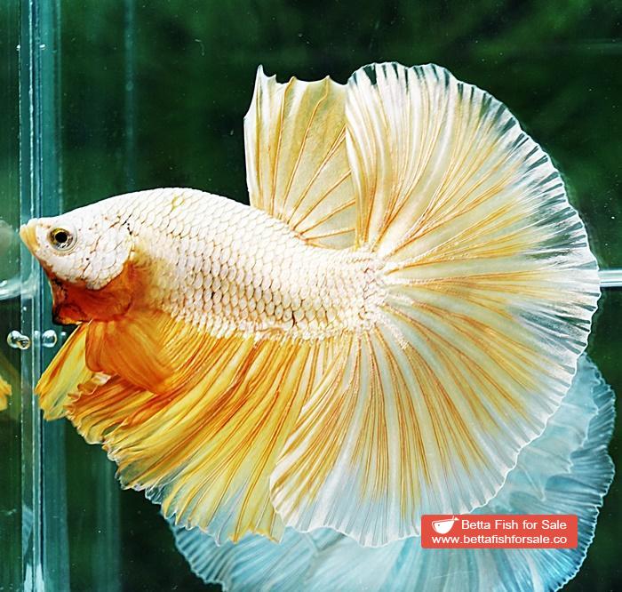Betta fish OHM Super Gold Dragon - Image 3