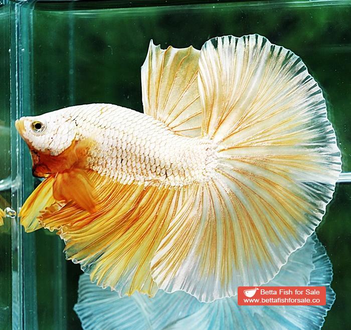 Betta fish OHM Super Gold Dragon - Image 5