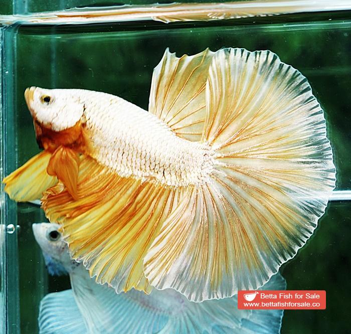 Betta fish OHM Super Gold Dragon - Image 7