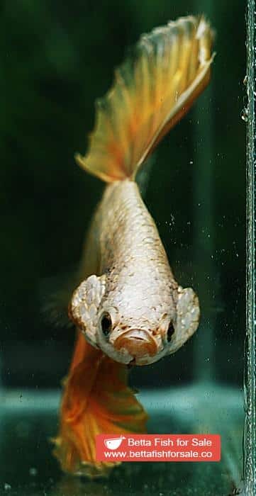 Betta fish OHM Super Gold Dragon - Image 8