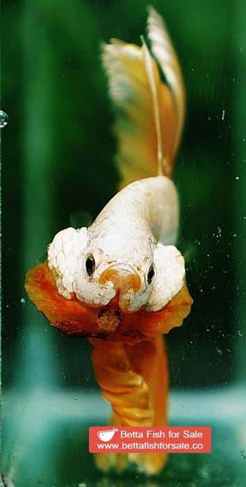 Betta fish OHM Super Gold Dragon - Image 9