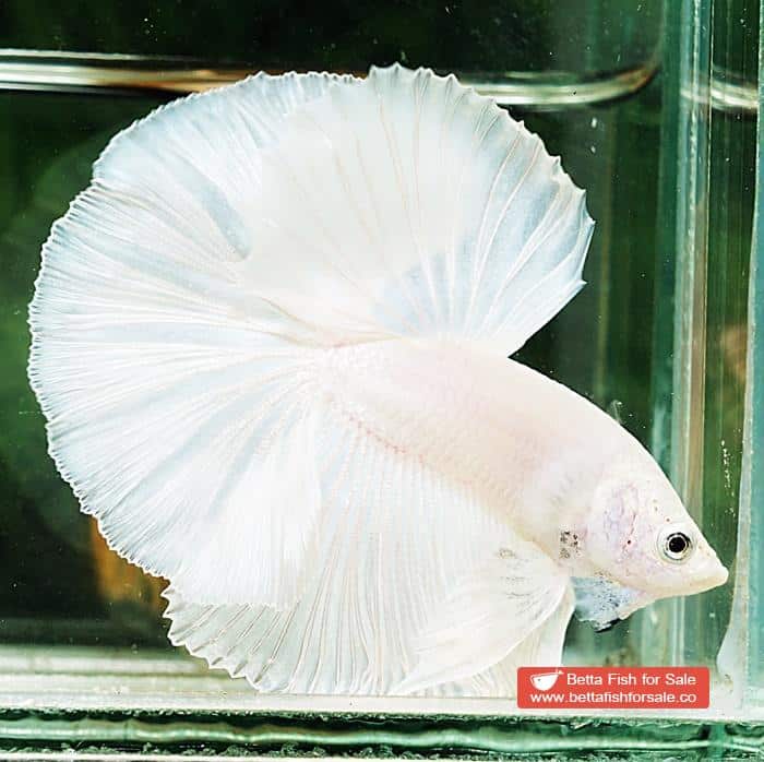 Betta fish OHM Prince of The White - Image 5