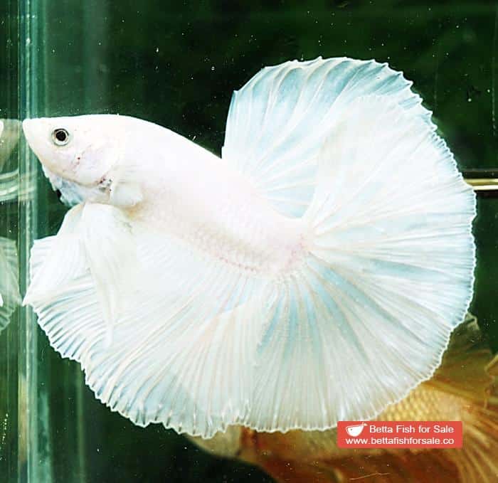 Betta fish OHM Prince of The White - Image 2