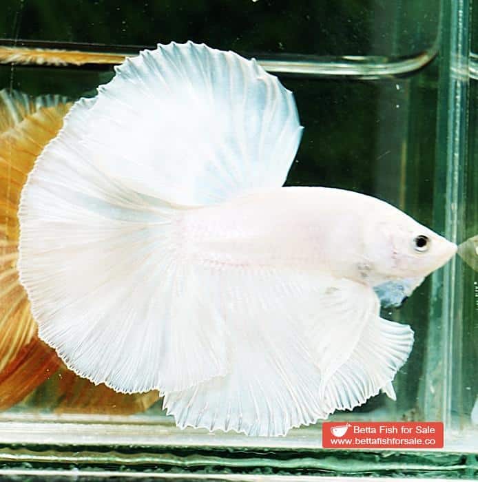 Betta fish OHM Prince of The White - Image 3