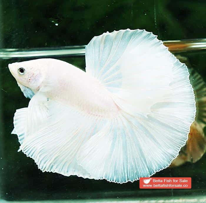 Betta fish OHM Prince of The White - Image 6