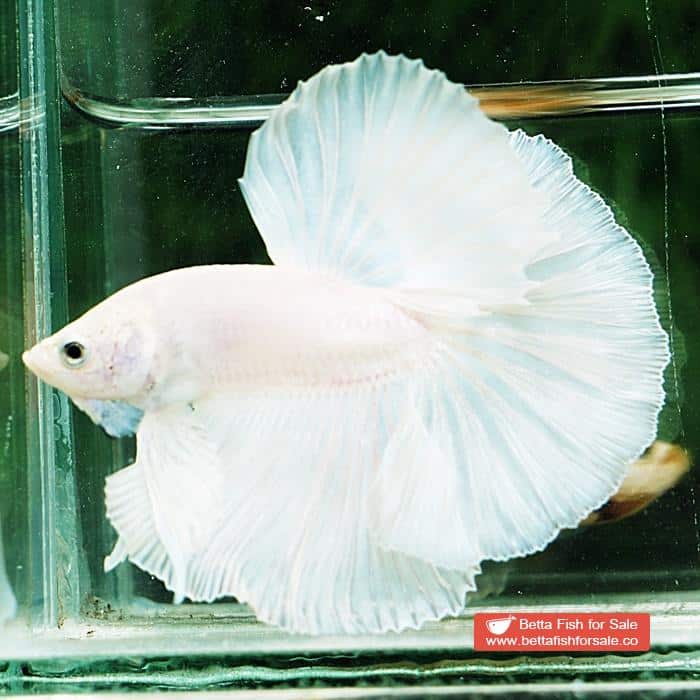 Betta fish OHM Prince of The White - Image 4