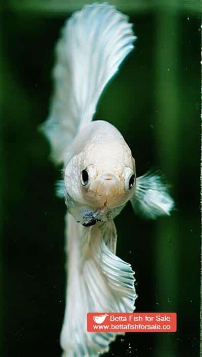 Betta fish OHM Prince of The White - Image 7