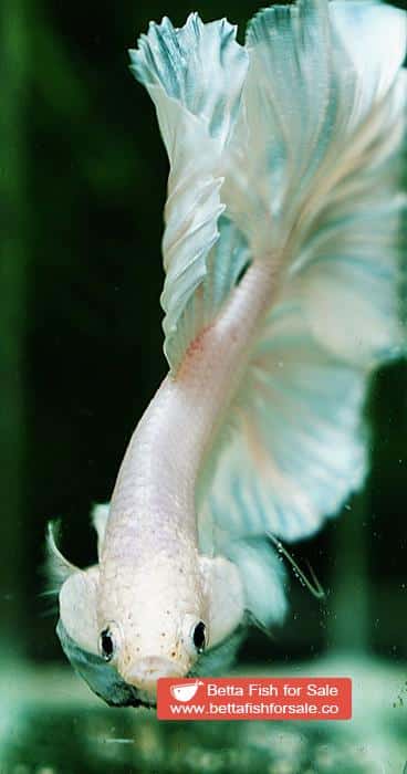 Betta fish OHM Prince of The White - Image 8