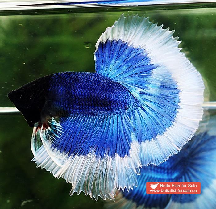 Betta fish OHM Blue Butterfly Black Head - Image 3