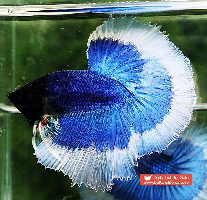 Betta fish OHM Blue Butterfly Black Head - Image 5