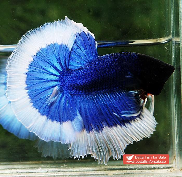 Betta fish OHM Blue Butterfly Black Head - Image 4